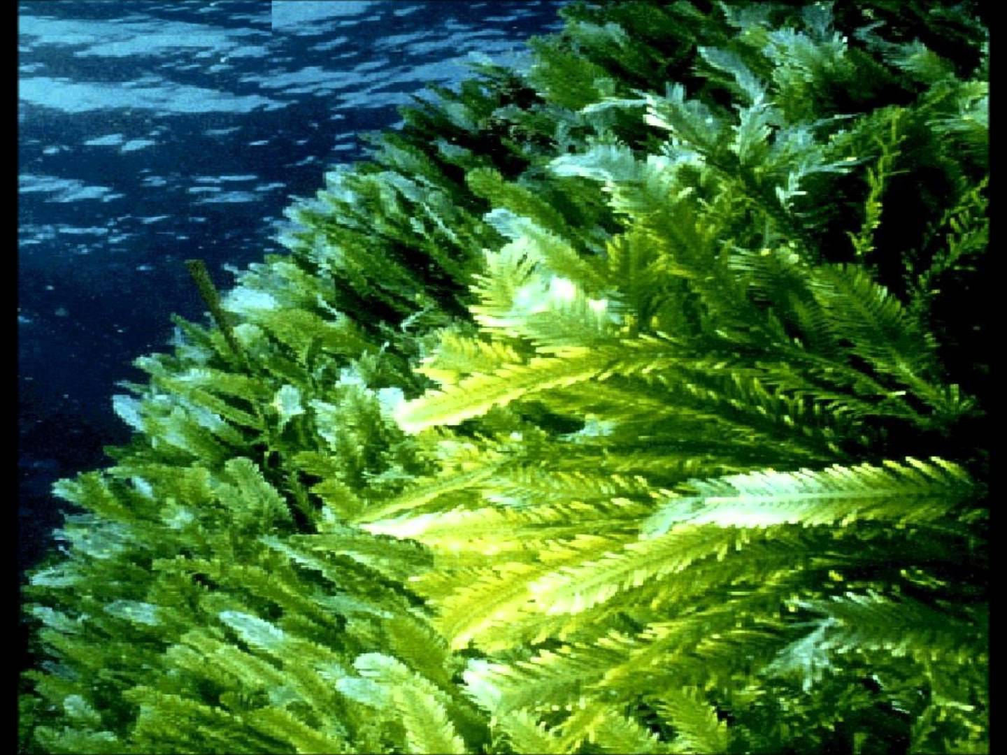 Водоросли принимать. Каулерпа taxifolia водоросль. Ламинария зеленая водоросль. Зеленые водоросли Chlorophyta. Уми Будо водоросли.